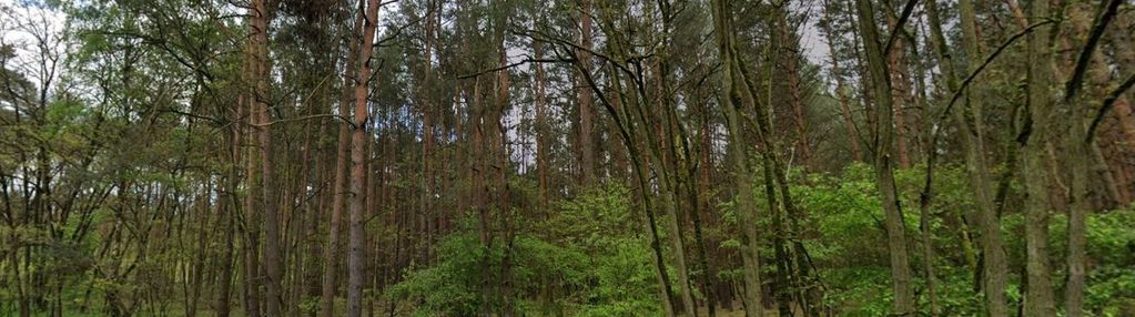 Las 70-80 letni stoczki gm. sieradz