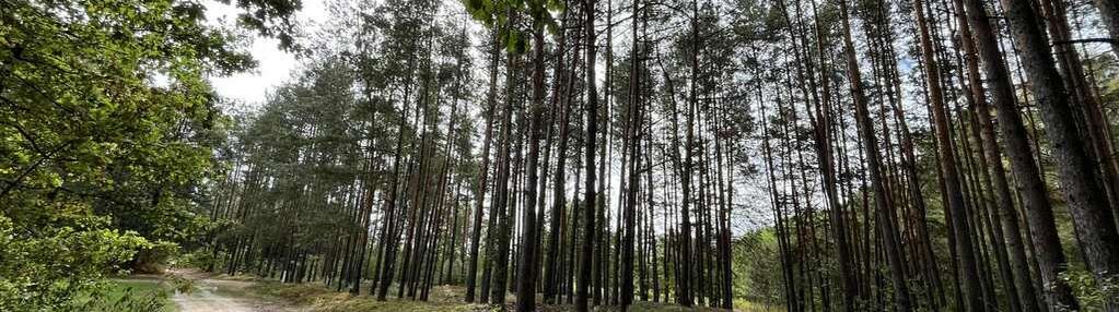 Działka rolna z samosiejkami