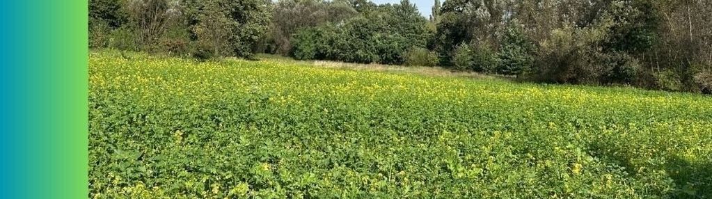 Na sprzedaż działka rolno-budowlana w idzikowicach