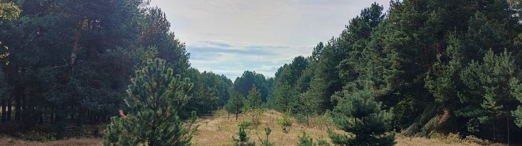 Działka rekreacyjna w otulinie lasu.