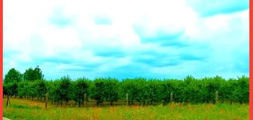 Morzewiec 1067 m2 świetna lokalizacja