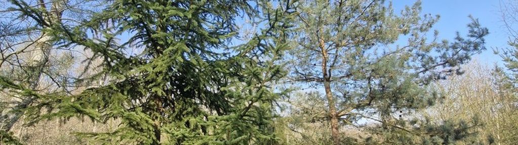 Działka budowlana  z bogatym drzwostanem