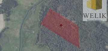 Las 2,5 ha wisznice kolonia