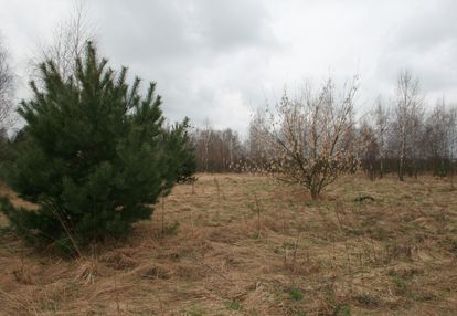 Wieś izbica,blisko rzeki narew