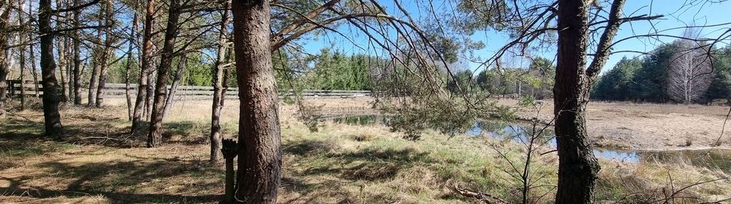 Działka w pięknym sosnowym lesie