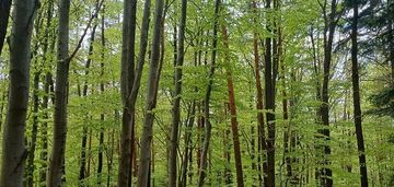 Działka leśno-rolna w radajowicach 4,74ha