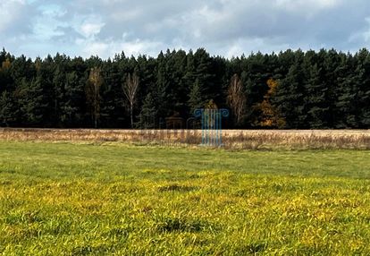 Duża działka 5200m2 nowe dąbie z brzozą
