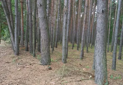 Działka na sprzedaż 217m2