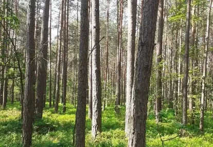 Działka na sprzedaż 9000m2