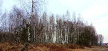 Działka przy lesie-cisza i przestrzeń