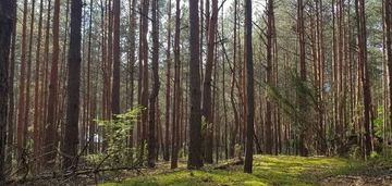 Działka 980 m² w lesie, łosie – gm. radzymin
