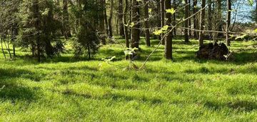 Działka leśna jankowice 4110 m² świerklany