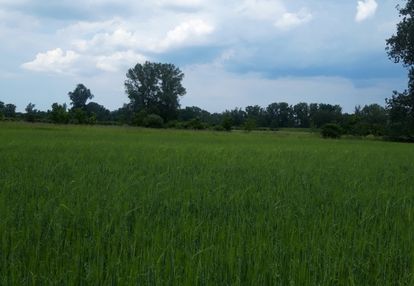 Działka rolna w cichej i spokojnej okolicy