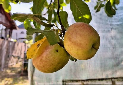 Na sprzedaż nieduży domek ( bliźniak )