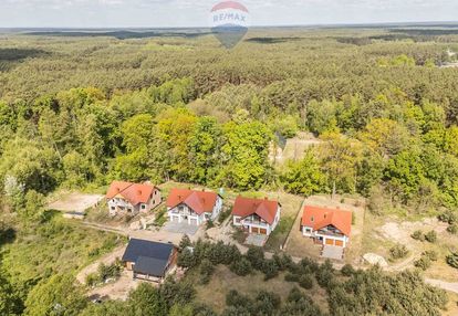 Wolnostojący | las | cisza | sękowo | natura