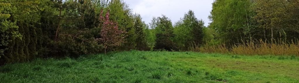 Pakiet dwóch działek w leśnie (wz-ka z 2025r.)