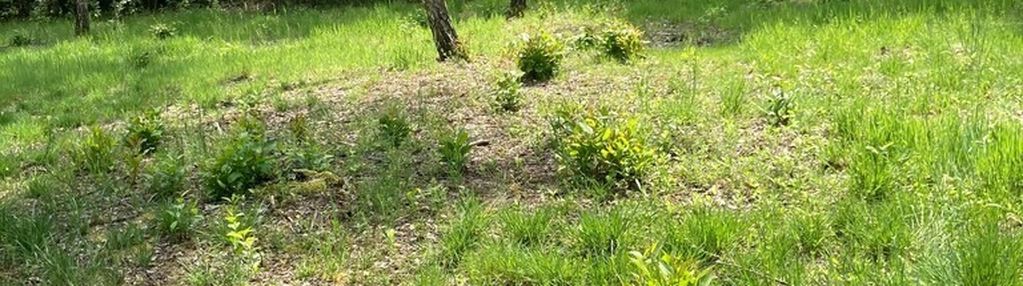 Działka za miastem.