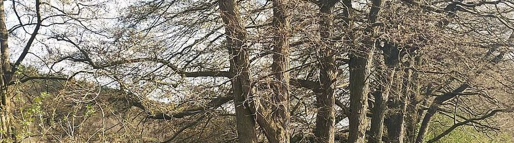 Działka pod zabudowę z linią brzegową na sprzedaż