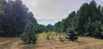 Działka rekreacyjna w otulinie lasu.