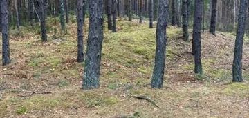 Działka leśna 2,31 ha, w łosie koło radzymina