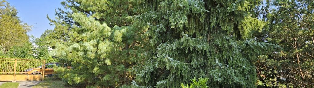 Unikatowa dzialka i lokalizacja- starodrzew,