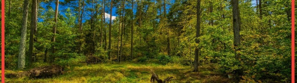 Objęta mpzp, w otoczeniu lasu.