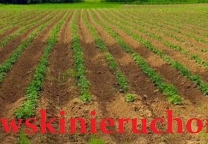 Działka rolna 1,5ha, stary chrząstów