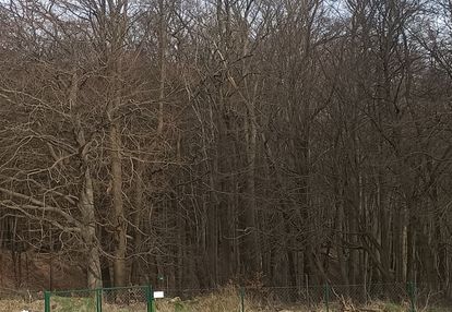 Działka rod przy lesie Gdańsk złota karczma