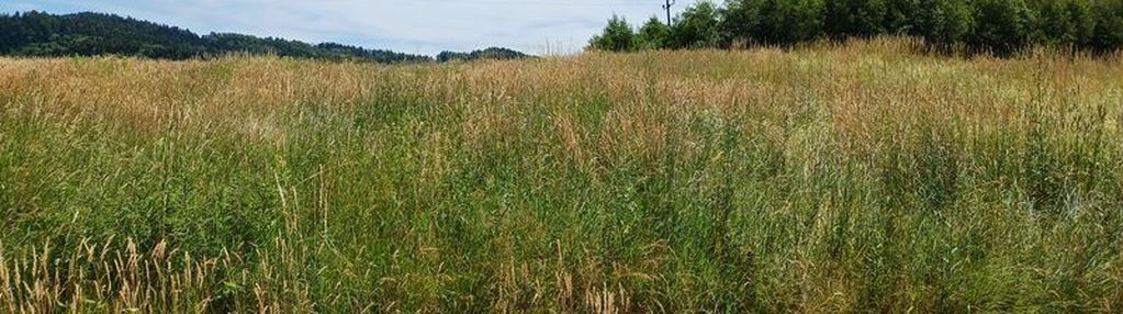 Paszyn działka budowlana 12,47ar