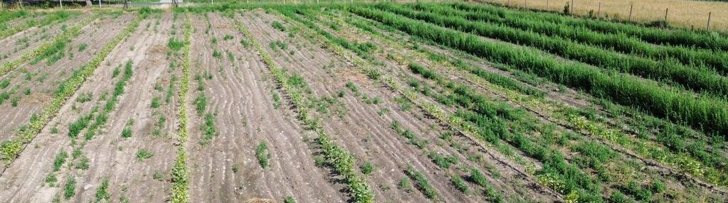 Działka budowlana 1123m2 mszczonów