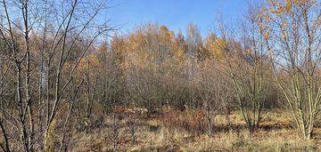 Działka budowlana 5428 m² słupno – wszystkie media