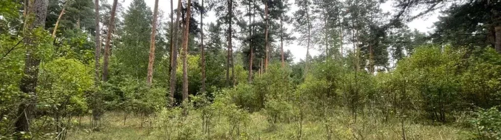 Urokliwa działka leśna Skrzeszew Sikory