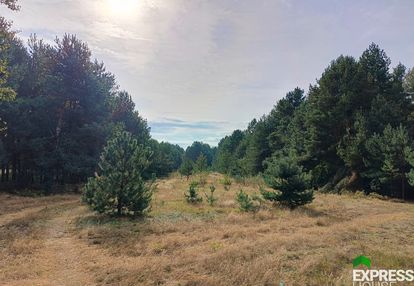 Działka rekreacyjna w otulinie lasu.