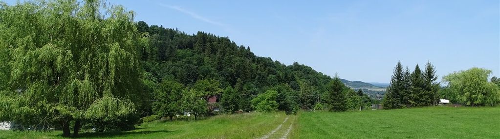 Bajkowe miejsce - cisownica k/ustronia