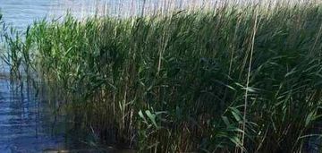 Działka z linią brzegową, siedlisko z sadem i las