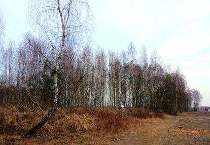 Działka przy lesie-cisza i przestrzeń