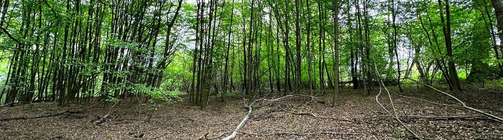 Działka budowlana przy lesie oraz strumyku