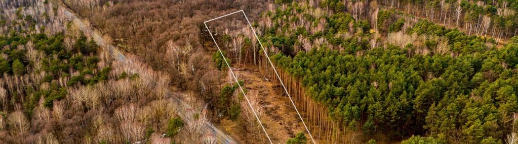 Załuże, gm. szczerców – zalesiona działka