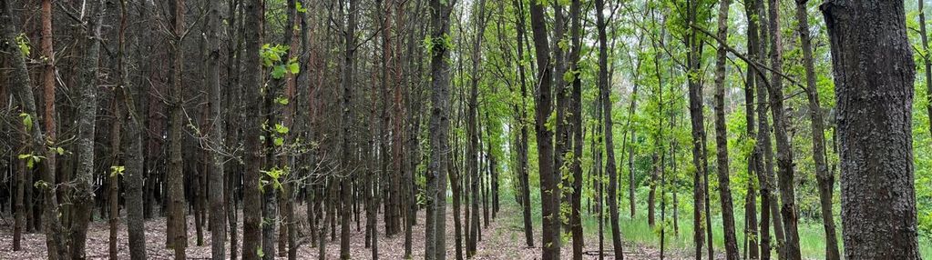 Działka leśna na sprzedaż - atrakcyjna cena