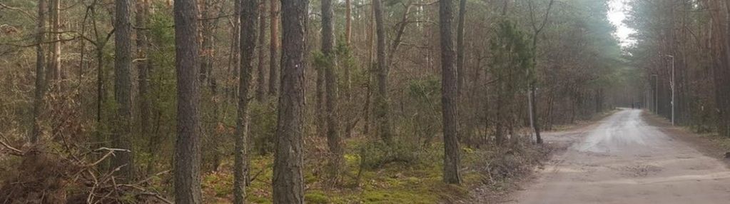 Działka położona w lesie: zabudowa mieszkaniowa.