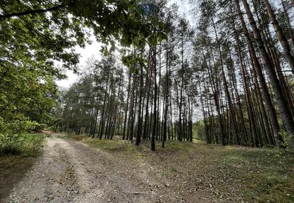 Działka rolna z samosiejkami