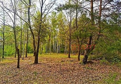 Działki z lasem w książenicach.