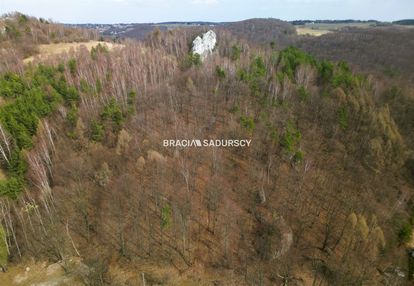 Las w jerzmanowicach