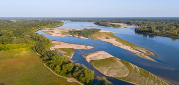 Perełka mazowsza, siedlisko k/czerwińska nad wisłą