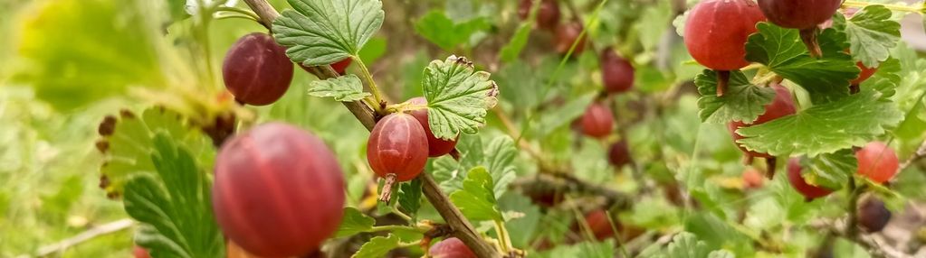 Weekendowy azyl! jagodowo – działka z domkiem