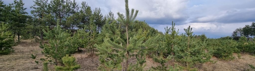 Działka w pobliżu jeziora serwy