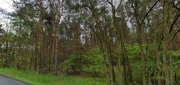 Las 70-80 letni stoczki gm. sieradz