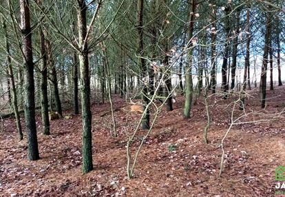 Jania góra-siedlisko 1,16ha remont lub wyburzenie