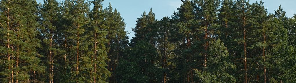 Działka leśna- 77 arów