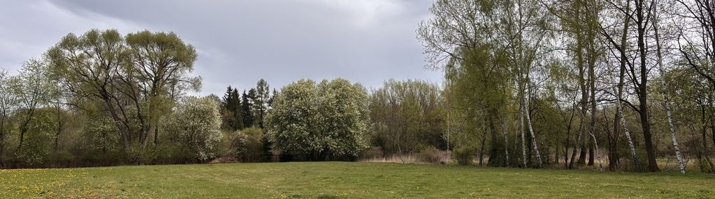 Duża działka budowlana w żółwinie.